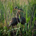 Wildlife photo of a pair of Purple Heron - Ardea purpurea