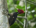 Wildlife photo of an Pale-billed Woodpecker Campephilus guatemalensis Royalty Free Stock Photo