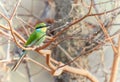 Wildlife photo of a Swallow-tailed Bee-eater - Merops hirundineus