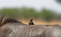 Wildlife photo of a Red-billed Oxpecker Buphagus erythrorynchus