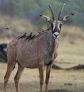 Wildlife photo of a Roan antelope - Hippotragus equines and Red-billed Oxpecker - Buphagus erythrorynchus