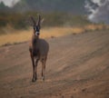 Wildlife photo of a Roan antelope - Hippotragus equines