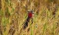 Wildlife photo of a Rosy-throated Longclaw - Macronyx ameliae Royalty Free Stock Photo