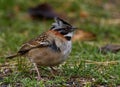 Wildlife photo of a Rufous-collared Sparrow Zonotrichia capensis