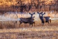 Mule Deer On Alert In The Forest Royalty Free Stock Photo