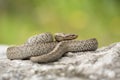 Smooth snake, Coronella austriaca, in Czech Republic Royalty Free Stock Photo