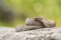 Smooth snake, Coronella austriaca, in Czech Republic