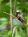 Wildlife photo of a Snowcap Microchera albocoronata Royalty Free Stock Photo