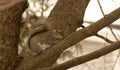 Brown squirrel camoflauged in a tree