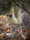 Wildlife photo of a Tattersalls Sifaka - Propithecus tattersalli