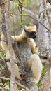 Wildlife photo of a Tattersalls Sifaka - Propithecus tattersalli