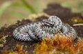 European viper Vipera berus in Czech Repblic