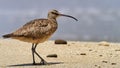 Wildlife photo of a Whimbrel - Numenius phaeopus Royalty Free Stock Photo