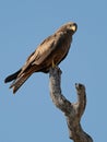 Wildlife photo of a Yellow-billed Kite Milvus aegyptius