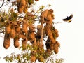 Wildlife photo of a Yellow-rumped Cacique Cacicus cela Royalty Free Stock Photo