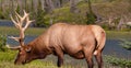 Wildlife photograph of a caribou grazing on grass in Jasper National Park, Alberta, British Columbia