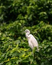 A photograph of a Wild `Great Egret Bird`