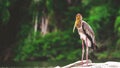 A photograph of a wild Painted Stork bird Royalty Free Stock Photo