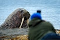Wildlife photographer in the Arctic. Walrus on the sand beach. Detail portrait of Walrus with big white tusk, Odobenus rosmarus,