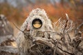 Wildlife photographer in the ghillie suit working Royalty Free Stock Photo