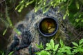 Wildlife photographer in the summer ghillie camouflage suit