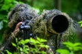 Wildlife photographer in the summer ghillie camouflage suit