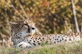 Wildlife photography of an African Cheetah resting Royalty Free Stock Photo