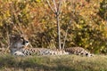 Wildlife photography of an African Cheetah resting Royalty Free Stock Photo