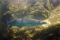 Northern pike, esox lucius, czech dive Royalty Free Stock Photo