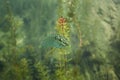 Northern pike, esox lucius, czech dive Royalty Free Stock Photo