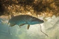 Northern pike, esox lucius, czech dive Royalty Free Stock Photo