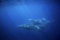 Humpback whale, megaptera novaeangliae, Tonga, Vava`u island