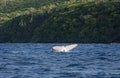 Humpback whale, megaptera novaeangliae, Tonga, Vava`u island Royalty Free Stock Photo