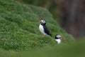 Atlantic puffin, fratercula arctica, Faroe island