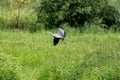 Grey Heron Taking Off Royalty Free Stock Photo