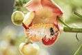 Wildlife photography hanny bee on flowers