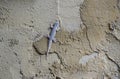 Wildlife photography. Small lizard on the wall