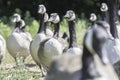 Queue to water Royalty Free Stock Photo