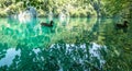 Wildlife at Plitvice Lakes National Park, Croatia Royalty Free Stock Photo