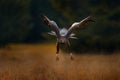 Wildlife Poland. Golden eagle flying above the blooming meadow. Big bird of prey with open wings. Eagle fly from Norway, Europe.