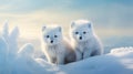 wildlife polar foxes cute