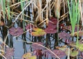 Wildlife Pond in a Suburban Garden. Royalty Free Stock Photo