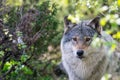 A wildlife portrait of canis lupus/grey wolf outdoors in the wilderness