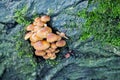 Wildlife portrait - fungi on old log