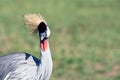 Wildlife portrait of a grey crowned crane outdoors in the wilderness in masai mara