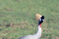 Wildlife portrait of a grey crowned crane outdoors in the wilderness