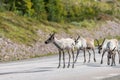 Wildlife portrait of a group of reindeers in the middle of the road in lappland/sweden near arvidsjaur.