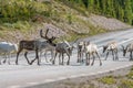 Wildlife portrait of a group of reindeers in the middle of the road in lappland/sweden near arvidsjaur.