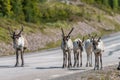 Wildlife portrait of a group of reindeers in the middle of the road in lappland/sweden near arvidsjaur.