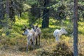 Wildlife portrait of a group of reindeers witn one albino reindeer in lappland/sweden near arvidsjaur.